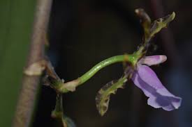Attēlu rezultāti vaicājumam “Dactylorhiza maculata bud”