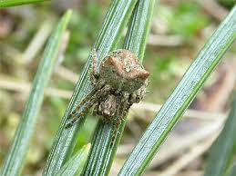 Attēlu rezultāti vaicājumam “Gibbaranea gibbosa”