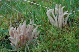 Attēlu rezultāti vaicājumam “Clavaria fumosa”