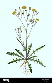 Attēlu rezultāti vaicājumam “Crepis tectorum”
