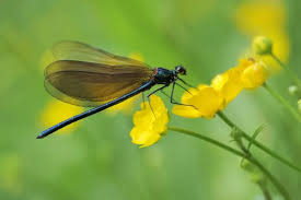 Attēlu rezultāti vaicājumam “Calopterygidae”