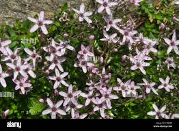 Attēlu rezultāti vaicājumam “Arenaria procera flower”