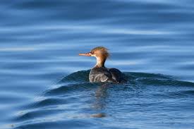 Attēlu rezultāti vaicājumam “Mergus serrator female”
