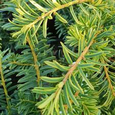 Attēlu rezultāti vaicājumam “Taxus baccata leaf”