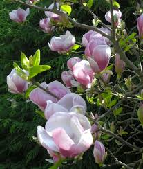 Attēlu rezultāti vaicājumam “Magnolia x soulangeana”