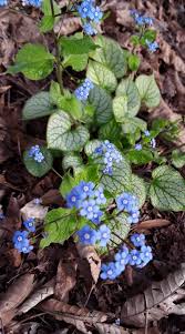 Image result for Brunnera `Jack Frost`
