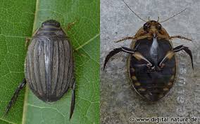 Attēlu rezultāti vaicājumam “Acilius sulcatus”