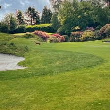 Image result for Hindhead Golf Club