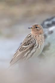 Image result for Anthus cervinus