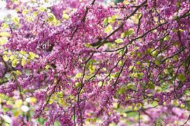 Attēlu rezultāti vaicājumam “Cercis siliquastrum”
