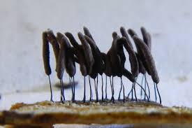 Attēlu rezultāti vaicājumam “Stemonitopsis typhina”