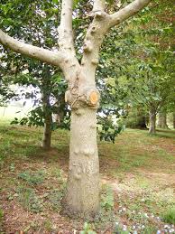 Attēlu rezultāti vaicājumam “Frangula alnus”