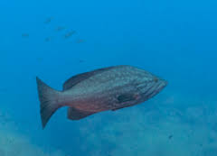 Image result for Mycteroperca rubra