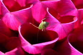 Attēlu rezultāti vaicājumam “Lygus nymph nymph”