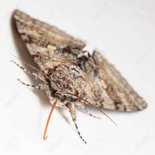 Attēlu rezultāti vaicājumam “Catocala fraxini”