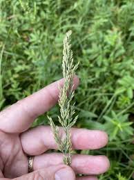 Attēlu rezultāti vaicājumam “Calamagrostis stricta”
