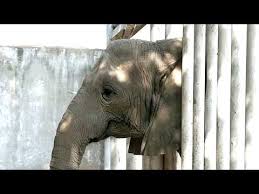Image result for sad elephant