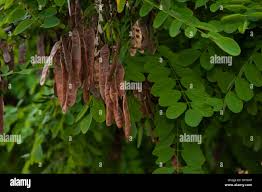Attēlu rezultāti vaicājumam “Robinia pseudoacacia fruit”