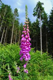 Image result for Fingerhut