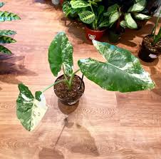 Attēlu rezultāti vaicājumam “Arcyria helvetica macro”