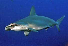 Image result for Sphyrna