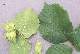 Attēlu rezultāti vaicājumam “Corylus avellana”