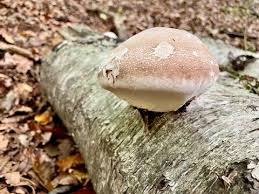 Attēlu rezultāti vaicājumam “Piptoporus betulinus”