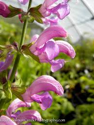 Image result for Salvia pratensis