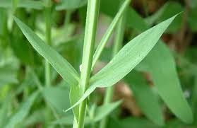 Attēlu rezultāti vaicājumam “Lathyrus pratensis”