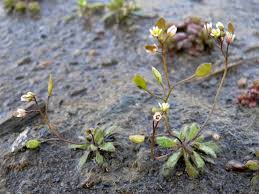 Attēlu rezultāti vaicājumam “Erophila verna flower”