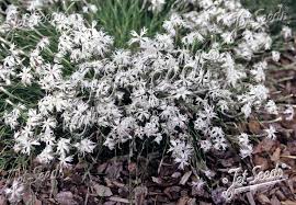 Attēlu rezultāti vaicājumam “Dianthus arenarius”