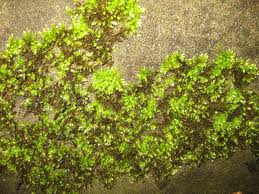 Attēlu rezultāti vaicājumam “Brachythecium salebrosum sporophyte”