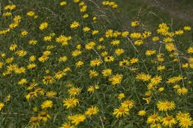 Attēlu rezultāti vaicājumam “Inula salicina”