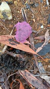 Attēlu rezultāti vaicājumam “Nectriopsis violacea”