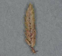 Attēlu rezultāti vaicājumam “Cyperus fuscus fruit”