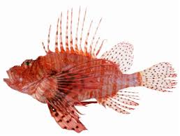 Image result for Pterois volitans