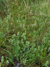 Attēlu rezultāti vaicājumam “Eleocharis uniglumis flower”