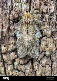 Attēlu rezultāti vaicājumam “Peridea anceps”