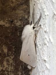 Attēlu rezultāti vaicājumam “Spilosoma sp.”