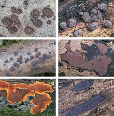 Attēlu rezultāti vaicājumam “Biscogniauxia granmoi”