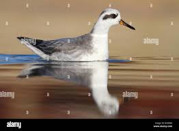 Attēlu rezultāti vaicājumam “Phalaropus fulicarius adult”