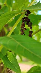 Attēlu rezultāti vaicājumam “Juglans nigra”