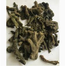 Attēlu rezultāti vaicājumam “Spongilla lacustris”