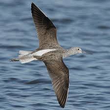 Attēlu rezultāti vaicājumam “Tringa nebularia”