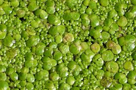 Attēlu rezultāti vaicājumam “Spirodela polyrhiza”