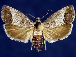 Attēlu rezultāti vaicājumam “Cydia pomonella”