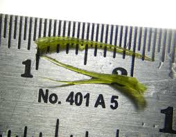 Attēlu rezultāti vaicājumam “Dicranum majus”