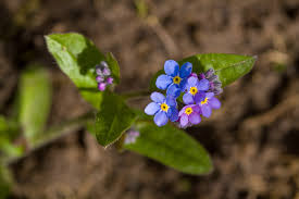 Image result for Vergissmeinnicht