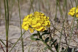 Attēlu rezultāti vaicājumam “Alyssum gmelinii”
