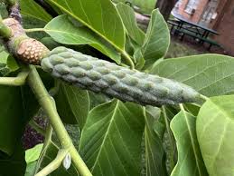 Attēlu rezultāti vaicājumam “Magnolia acuminata fruit”